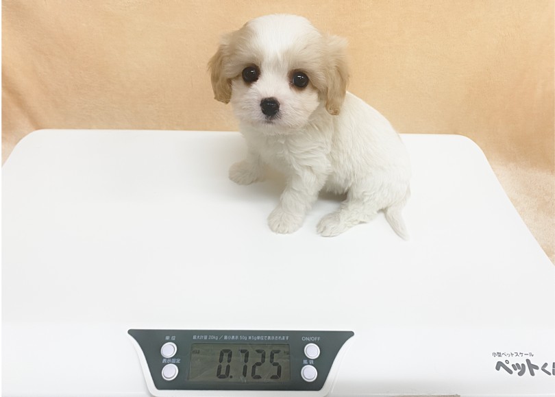 女の子らしく小さめサイズに成長中! | MIX犬 キャバション (06-320) - 横浜 大倉山店