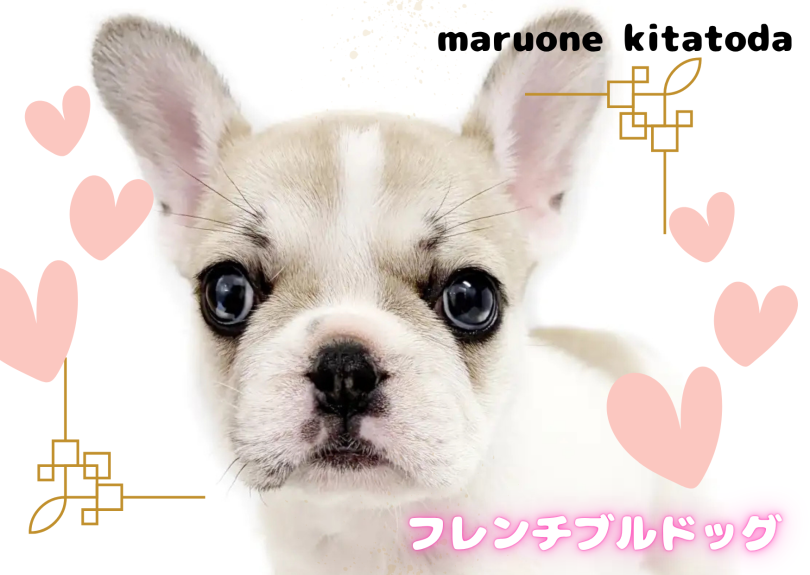 【 フレンチブルドック 】愛嬌たっぷりのお顔立ちに注目！パイドカラーのお姫様入店