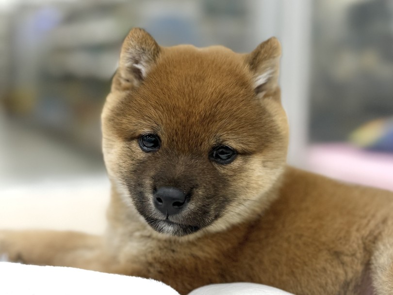 輪郭が丸く、頬もふっくらなたぬき顔！ | 豆柴 （07-225） - 横浜 鶴見店