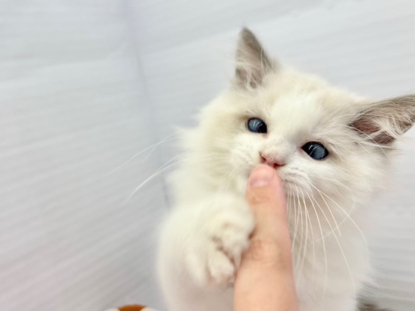 | ラグドール (10-176) - 東日暮里店