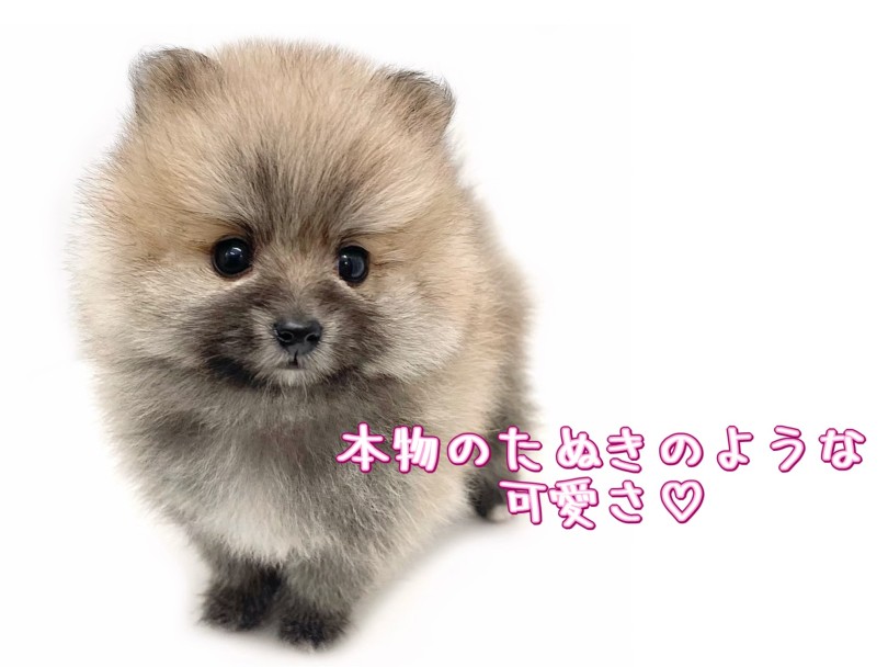 まるで本物のたぬき!激かわフェイス | ポメラニアン (19-331) - 東川口店