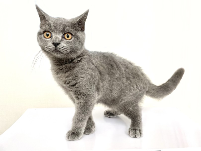 成長とともに深まる上質な毛並み | ブリティッシュショートヘア (05-183) - 本羽田店