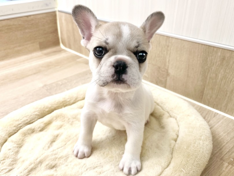 フレブルちゃんとの生活ポイント | フレンチブルドック （20-277） - 北戸田店