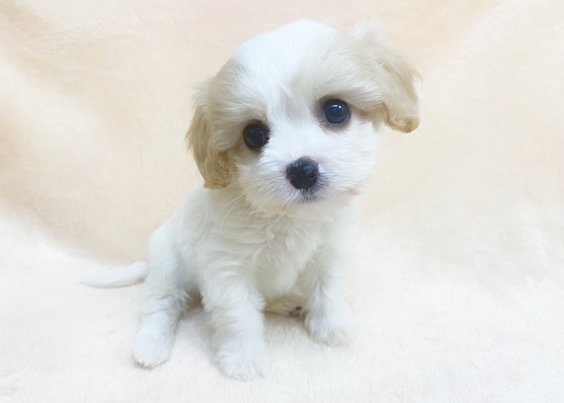 柔らかく温かなキャバションちゃんを抱っこしてみてください♡ | MIX犬 キャバション (06-320) - 横浜 大倉山店