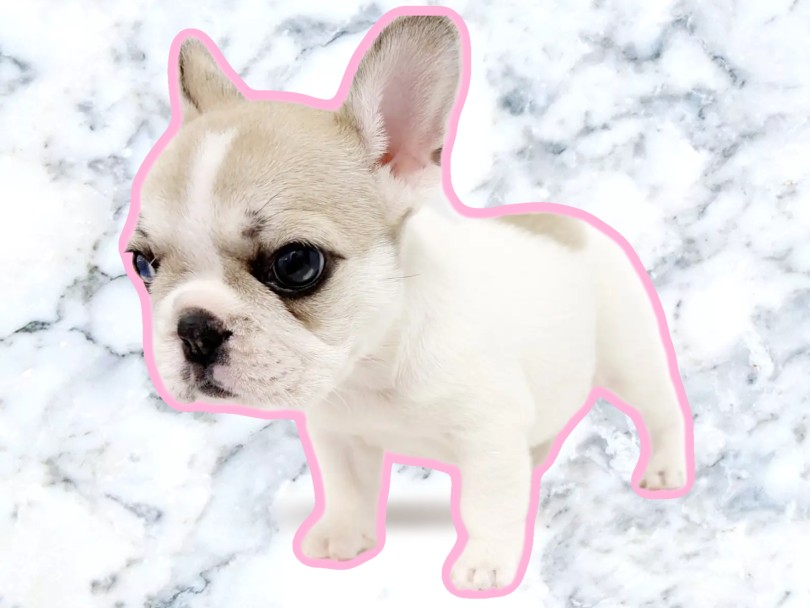 優しい色合いの被毛パイド | フレンチブルドック （20-277） - 北戸田店