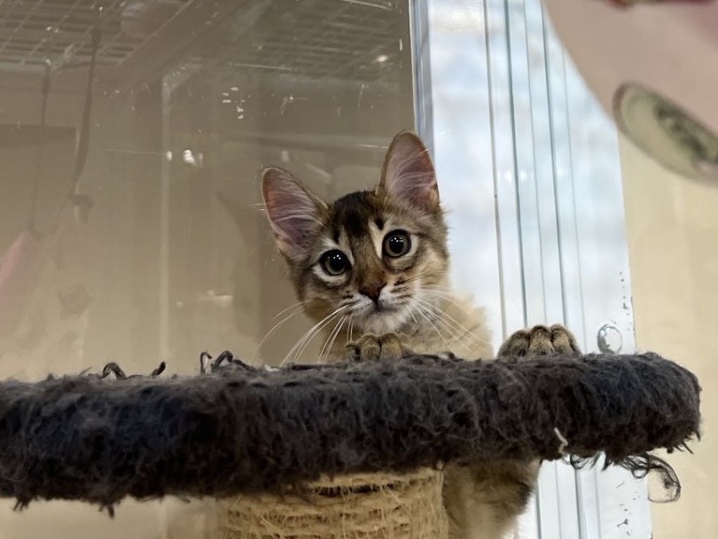 おもちゃへの反応がとにかく可愛い | ソマリ （02-147） - 横浜 白楽店