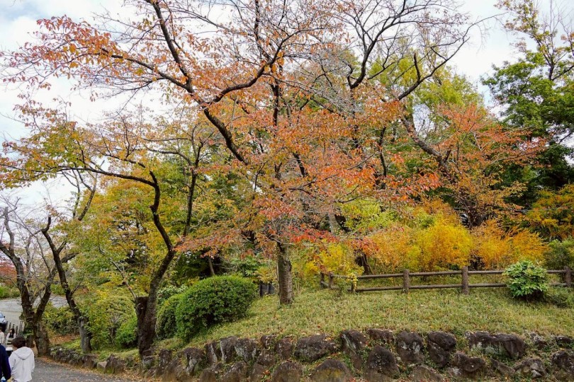 そのうち16頭柴ってのもすごい！（笑） | 過去最多の参加頭数33頭！！11回目のオフ会レポ！ - 横浜 大倉山店