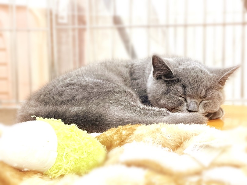 見る人の心をやさしくほぐしてくれる小さな癒し | ブリティッシュショートヘア (05-183) - 本羽田店