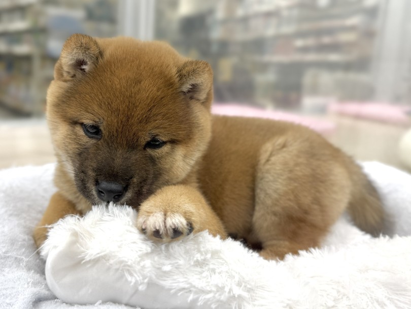 少しでも気になった方は是非会いに来てください！ | 豆柴 （07-225） - 横浜 鶴見店