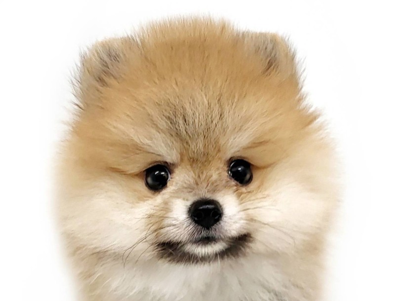 | ポメラニアン (17-279) - 高井戸店