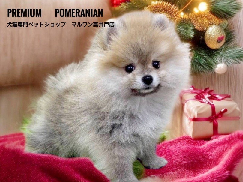 【 ポメラニアン 】お鼻が短い最強タヌキ顔のプレミアムポメ!丸い黄金体型は必見!