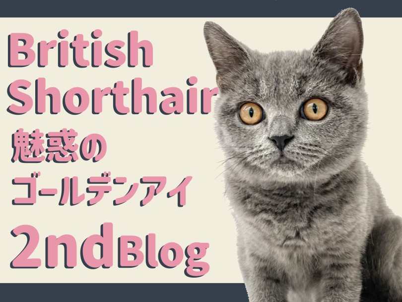 【 ブリティッシュショートヘア 】お手入れ上手に成長した男の子のセカンドブログ!