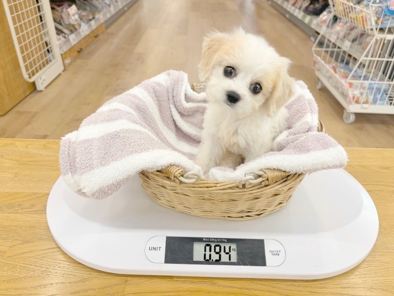 11/5現在の体重は940g | MIX犬 キャバション （14-222） - 城山店