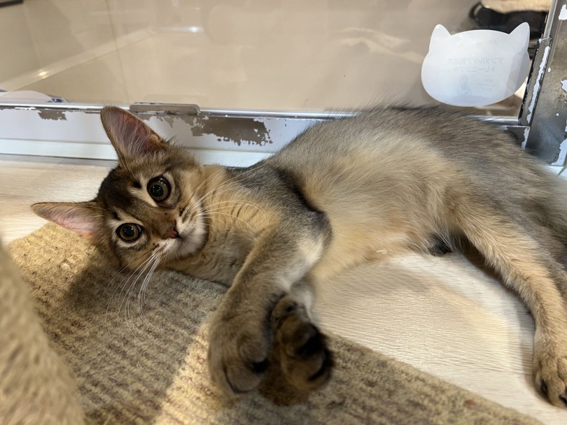 初めて来店されたお客様にも物怖じせず、ゴロンと転がってご挨拶 | ソマリ （02-147） - 横浜 白楽店