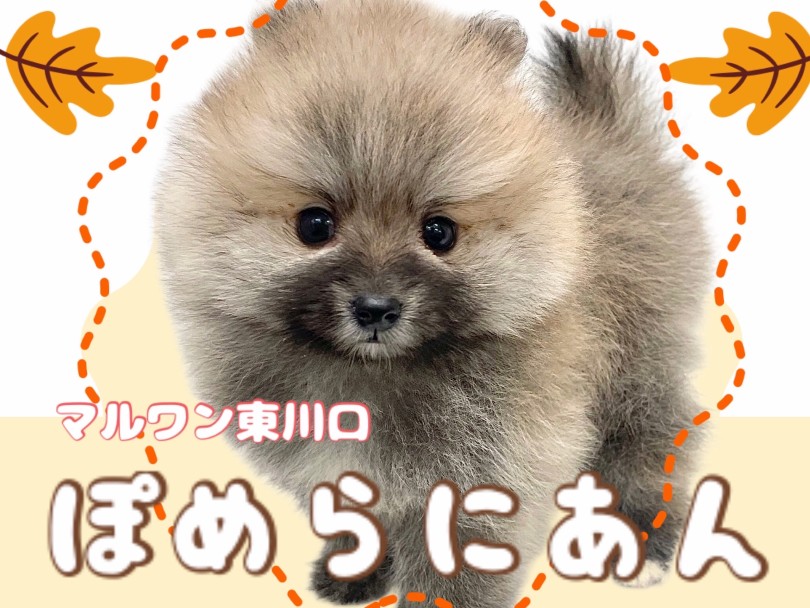 【 ポメラニアン 】爆毛たぬき顔!オレンジポメラニアンが久々登場!