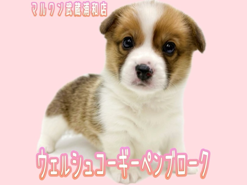 【 ウェルシュコーギーペンブローク 】大人気レッド&ホワイトカラーの女の子