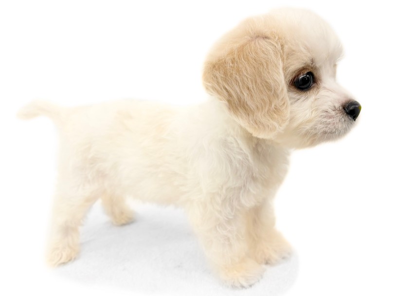 理想のドワーフ体型 | MIX犬 キャバション (14-222) - 城山店