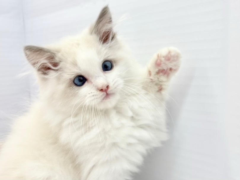 | ラグドール (10-176) - 東日暮里店