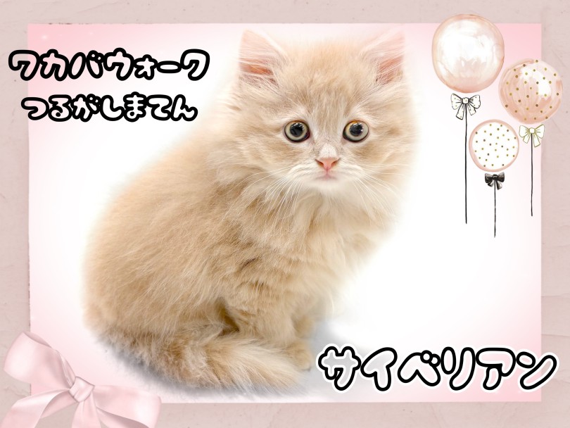 【 サイベリアン 】抱っこ大好き！美しさと甘えん坊のギャップ萌え美猫ちゃん