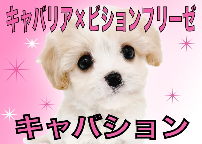 【 キャバション 】柔らかミルキーカラー!人気&注目度NO.1のスーパーMIX!