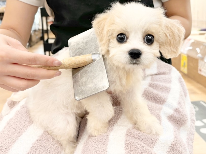 ブラッシングも上手 | MIX犬 キャバション (14-222) - 城山店