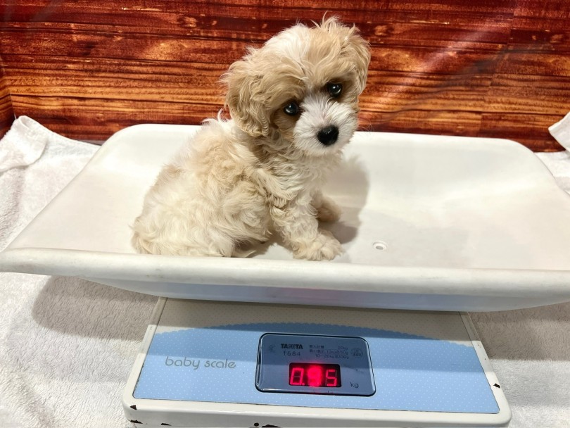 成犬時の体重は、およそ3〜6kg前後を予想 | MIX犬 キャバション （02-151） - 横浜 白楽店