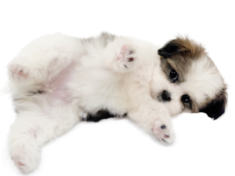 | MIX犬 マルシーズー (16-286) - 横浜 今宿店