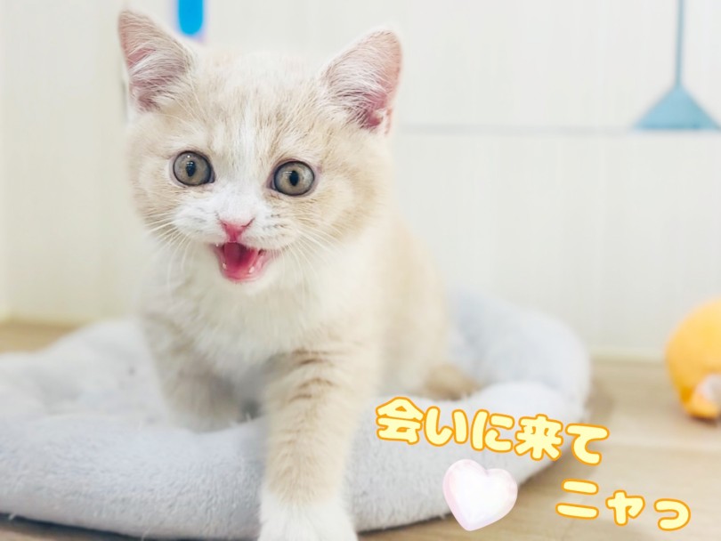 AEON MALL北戸田店のペットショップへお急ぎくださいね♡ | ブリティッシュショートヘア (20-289) - 北戸田店