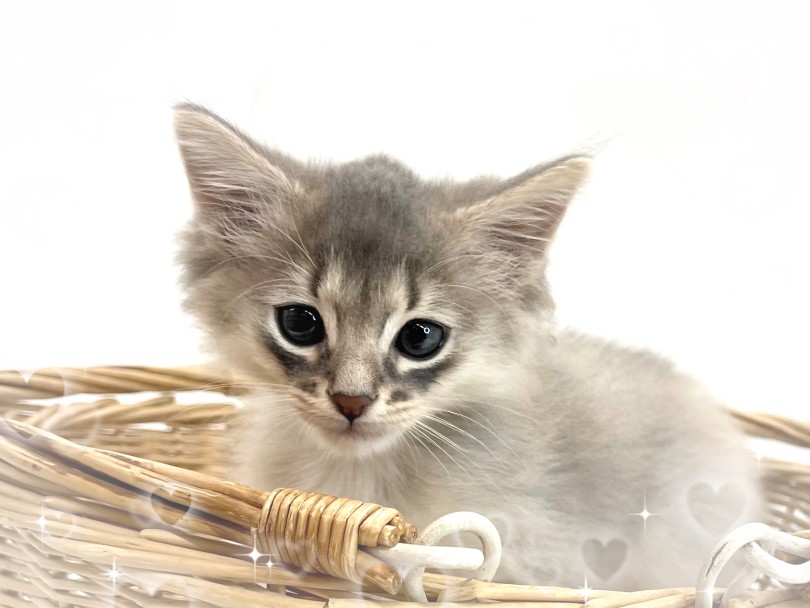 可愛いソマリの特徴バッチリ! | ソマリ (14-232) - 城山店