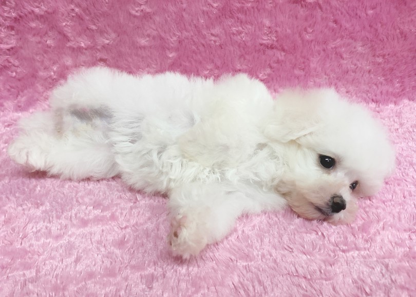 「涙やけ」も目立っておりません♪ | ビションフリーゼ （06-327） - 横浜 大倉山店