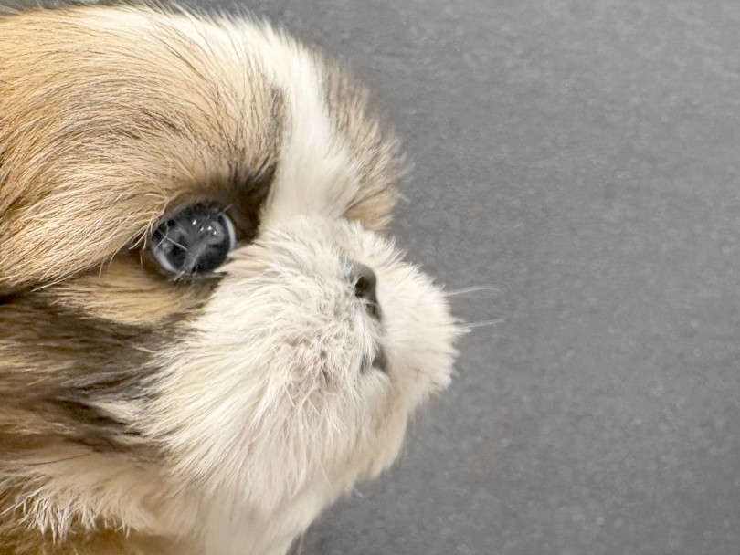 低すぎず、伸びすぎない『ペチャ鼻』 | シーズー （21-285） - 鶴ヶ島店