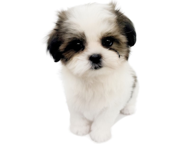 まるで本物のぬいぐるみのよう | MIX犬 マルシーズー (16-286) - 横浜 今宿店