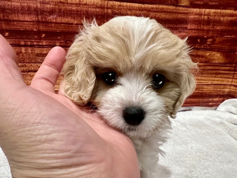 撫でられるのが大好き♡ | MIX犬 キャバション （02-151） - 横浜 白楽店