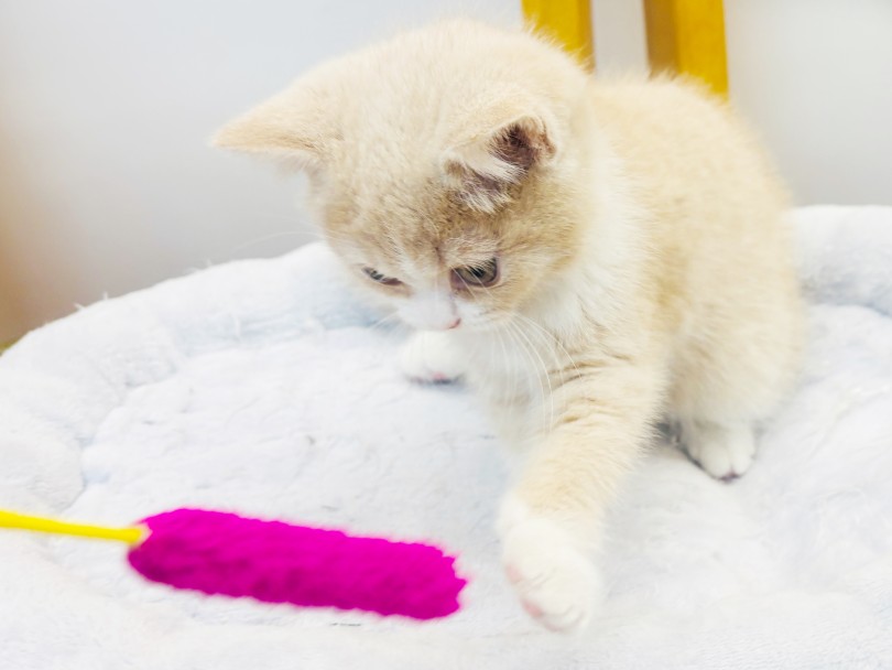 今は遊ぶのが大好きです! | ブリティッシュショートヘア (20-289) - 北戸田店