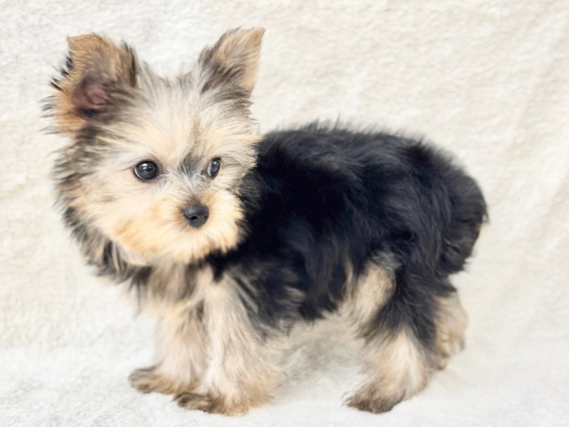 お店に来た次の日からトレーニング♪ | ヨークシャーテリア （05-190） - 本羽田店