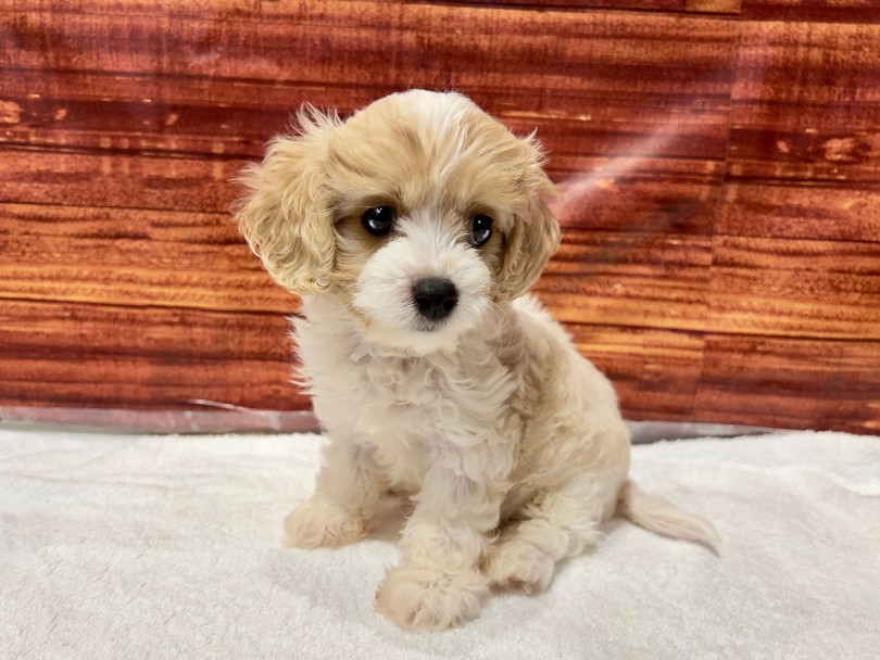 この子ならではの魅力をぜひお店で！ | MIX犬 キャバション （02-151） - 横浜 白楽店