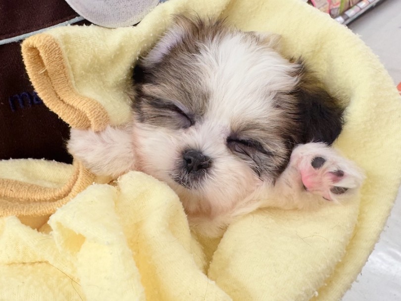 抱っこしていたら、肉球をチラ見せしたまま寝ました♡ | MIX犬 マルシーズー （16-286） - 横浜 今宿店