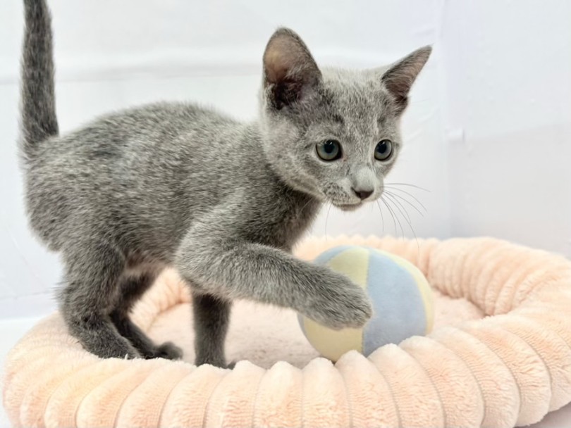 心にそっと寄り添う癒し系 | ロシアンブルー (10-181) - 東日暮里店