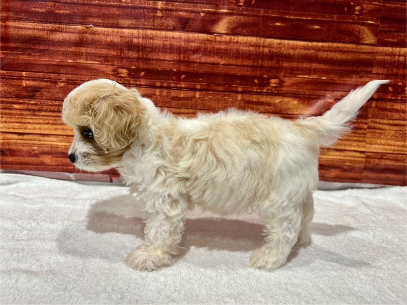 被毛はキャバリア譲りのブレンハイムカラー | MIX犬 キャバション （02-151） - 横浜 白楽店