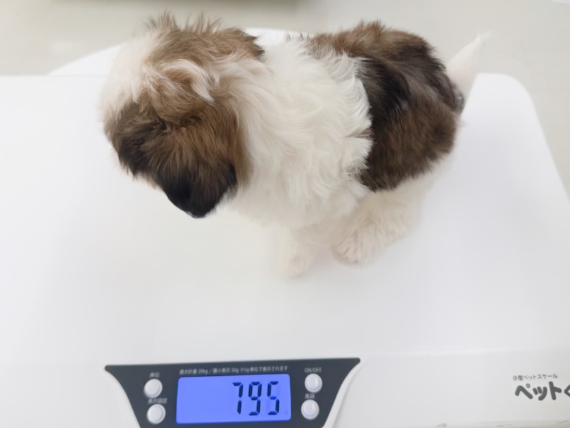 生後59日、2025年12月17日測定の体重は795g | MIX犬 マルシーズー (16-286) - 横浜 今宿店