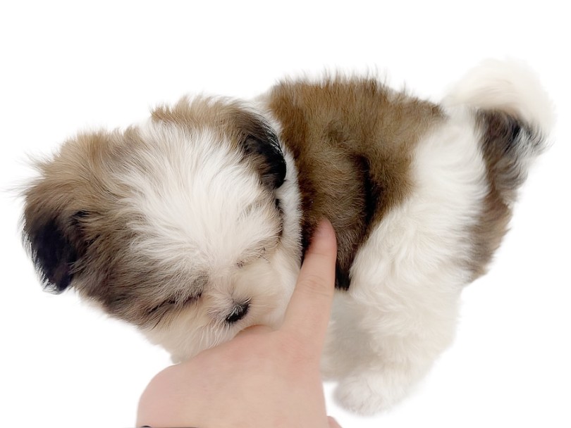 滑らかでシルキーな毛は指が埋もれるほど♡ | MIX犬 マルシーズー （16-286） - 横浜 今宿店