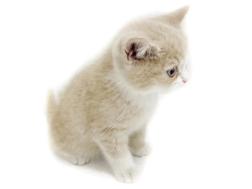 溢れ出るぬいぐるみ感 | ブリティッシュショートヘア (20-289) - 北戸田店