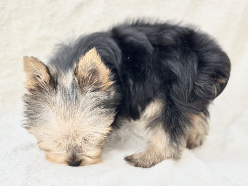 「歩く宝石」とも呼ばれているのよ | ヨークシャーテリア （05-190） - 本羽田店