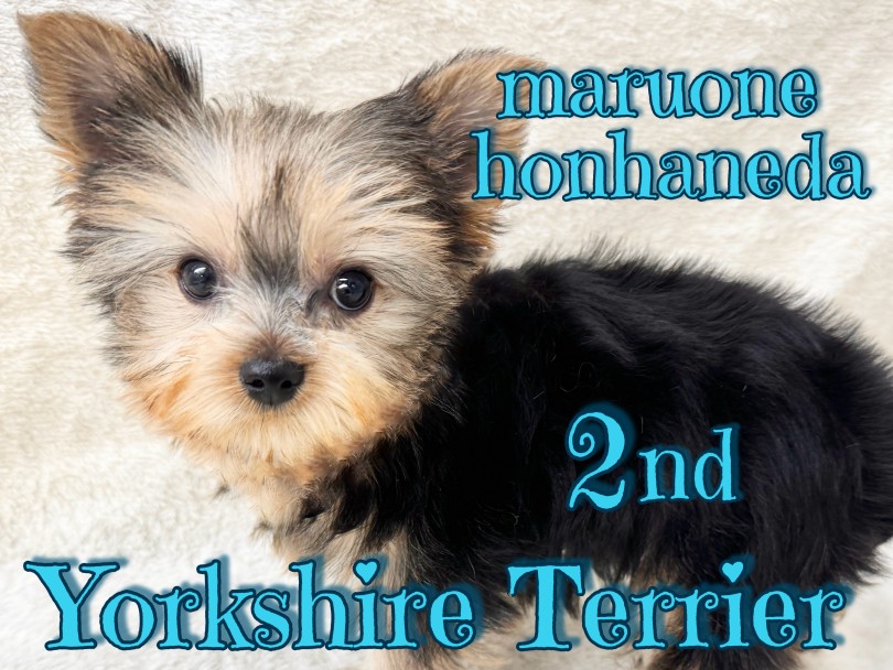 【 ヨークシャーテリア 】仲間入りして1ヶ月！トレーニングもバッチリの動く宝石！