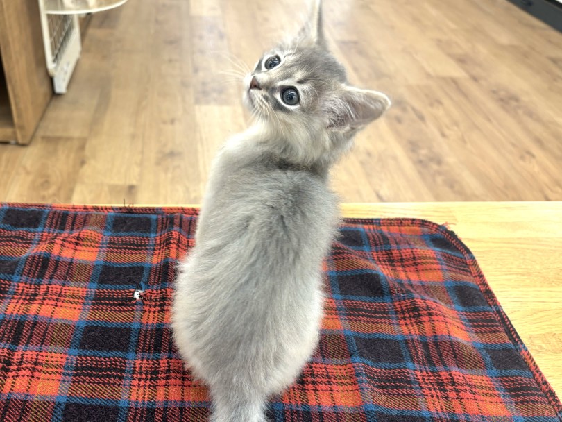 頭数が少ないブルーの被毛 | ソマリ (14-232) - 城山店