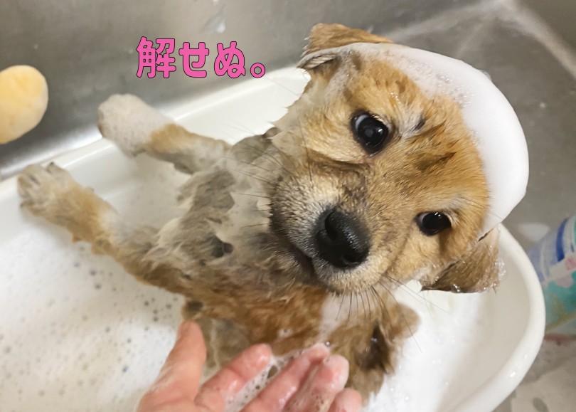 顔にでちゃう | 柴犬 （06-333） - 横浜 大倉山店