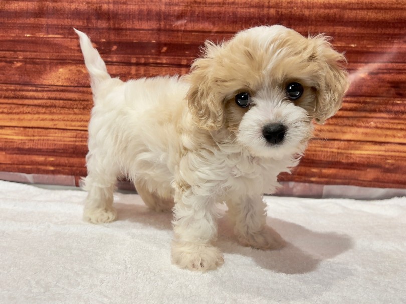 ちょうどいい体格とサイズ | MIX犬 キャバション （02-151） - 横浜 白楽店