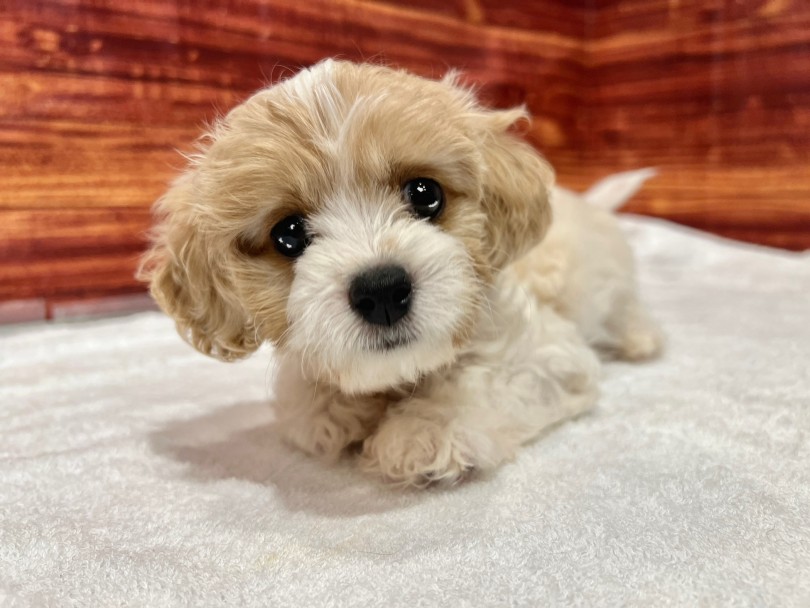 表情が伝わりやすいお顔立ち | MIX犬 キャバション （02-151） - 横浜 白楽店