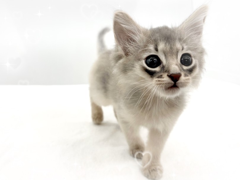 細身ながらも筋肉質なフォーリンタイプ | ソマリ (14-232) - 城山店