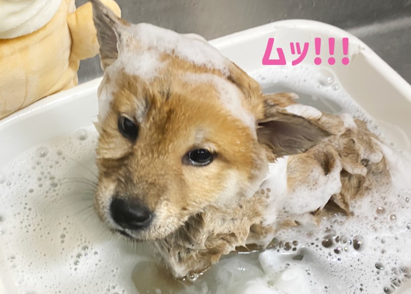 文句も言わずに頑張った！ | 柴犬 （06-333） - 横浜 大倉山店